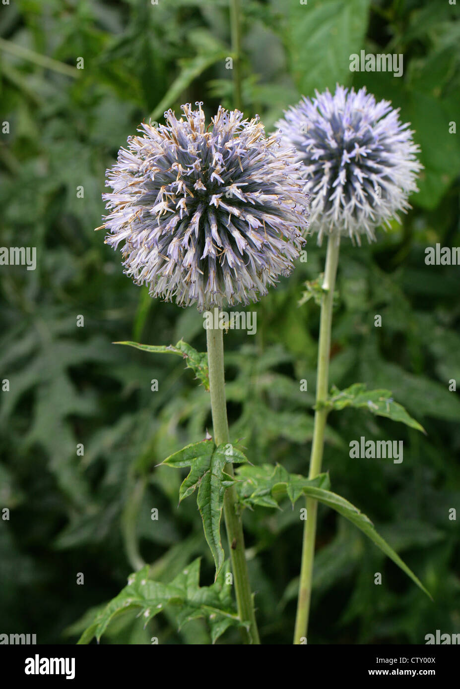 Globe Thistle, Echinops Ritro 'Taplow Blue', Asteraceae. Stockfoto