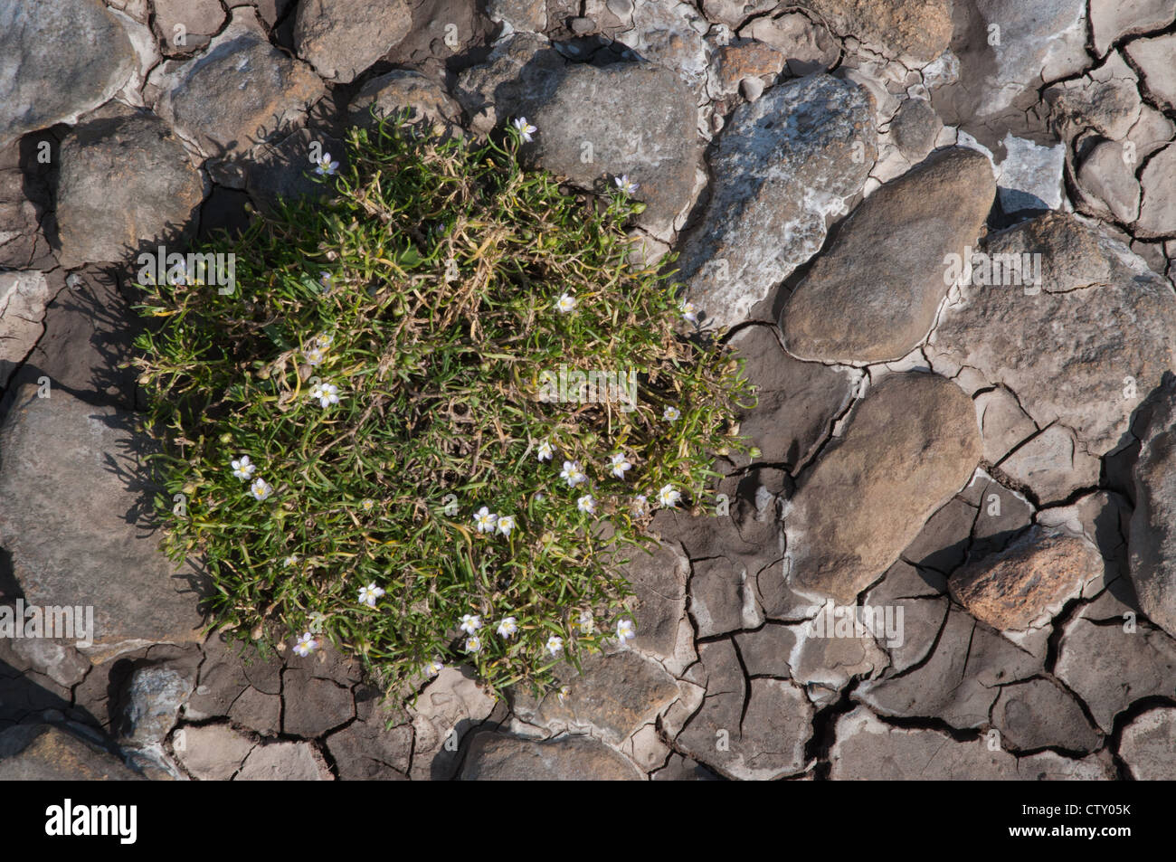 Flussbett mit pflanzlichen Lebens Kieselsteine kein Wasser Felsen Meeresflora Stockfoto