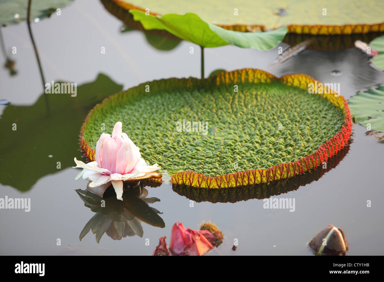 Java, Indonesien, Bogor, Lotus im Botanischen Garten, Garten der indonesische Präsidentenpalast Stockfoto