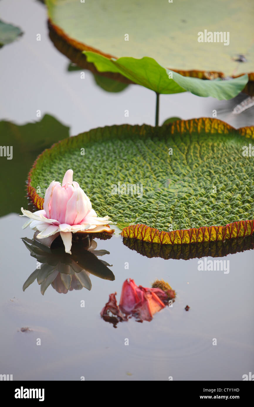 Java, Indonesien, Bogor, Lotus im Botanischen Garten, Garten der indonesische Präsidentenpalast Stockfoto