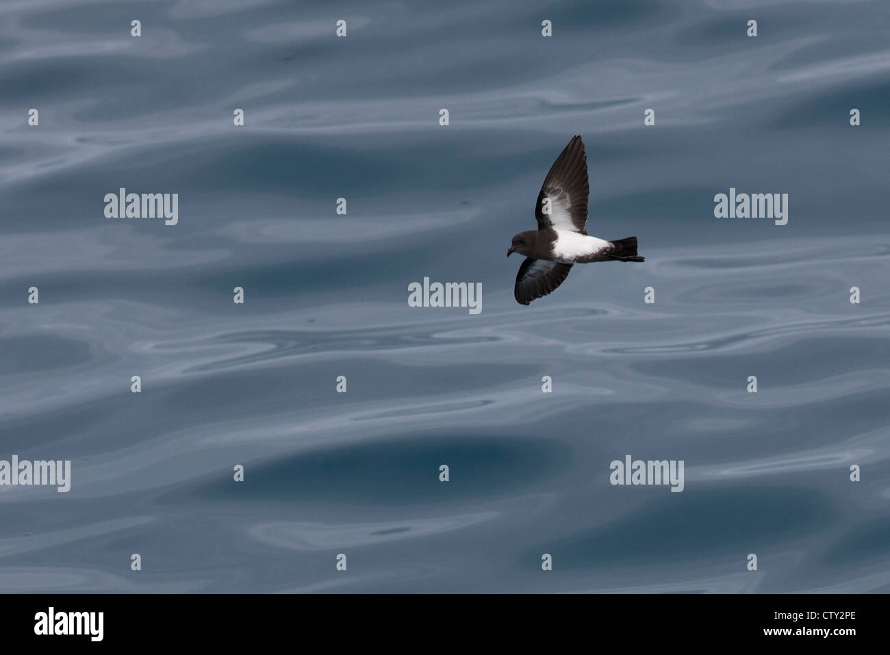 Schwarzbäuchigen Sturm-Petrel (Fregetta Tropica Tropica), im Flug über die Scotia Meer. Stockfoto