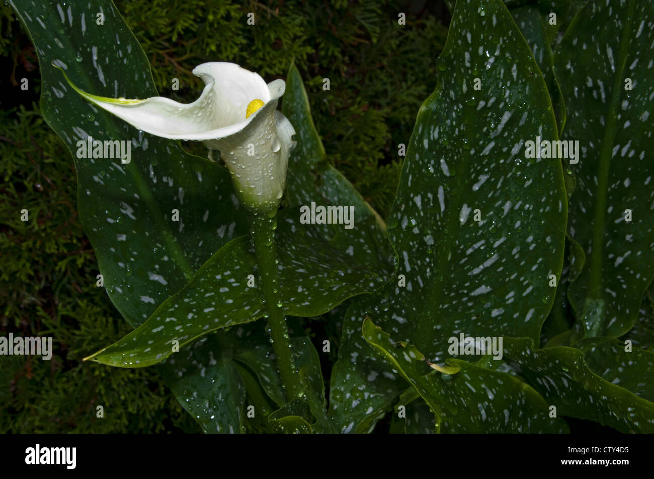 Calla Lily mit bunten Laub mit Regentropfen, Arum Lilie, Varkoor Zantedeschia aethiopica Stockfoto