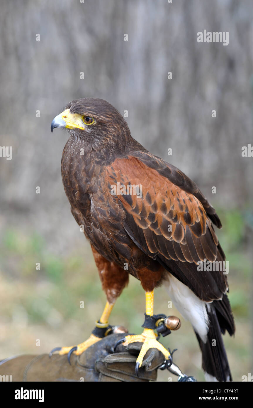 Harris Hawk von Falconer Stockfoto