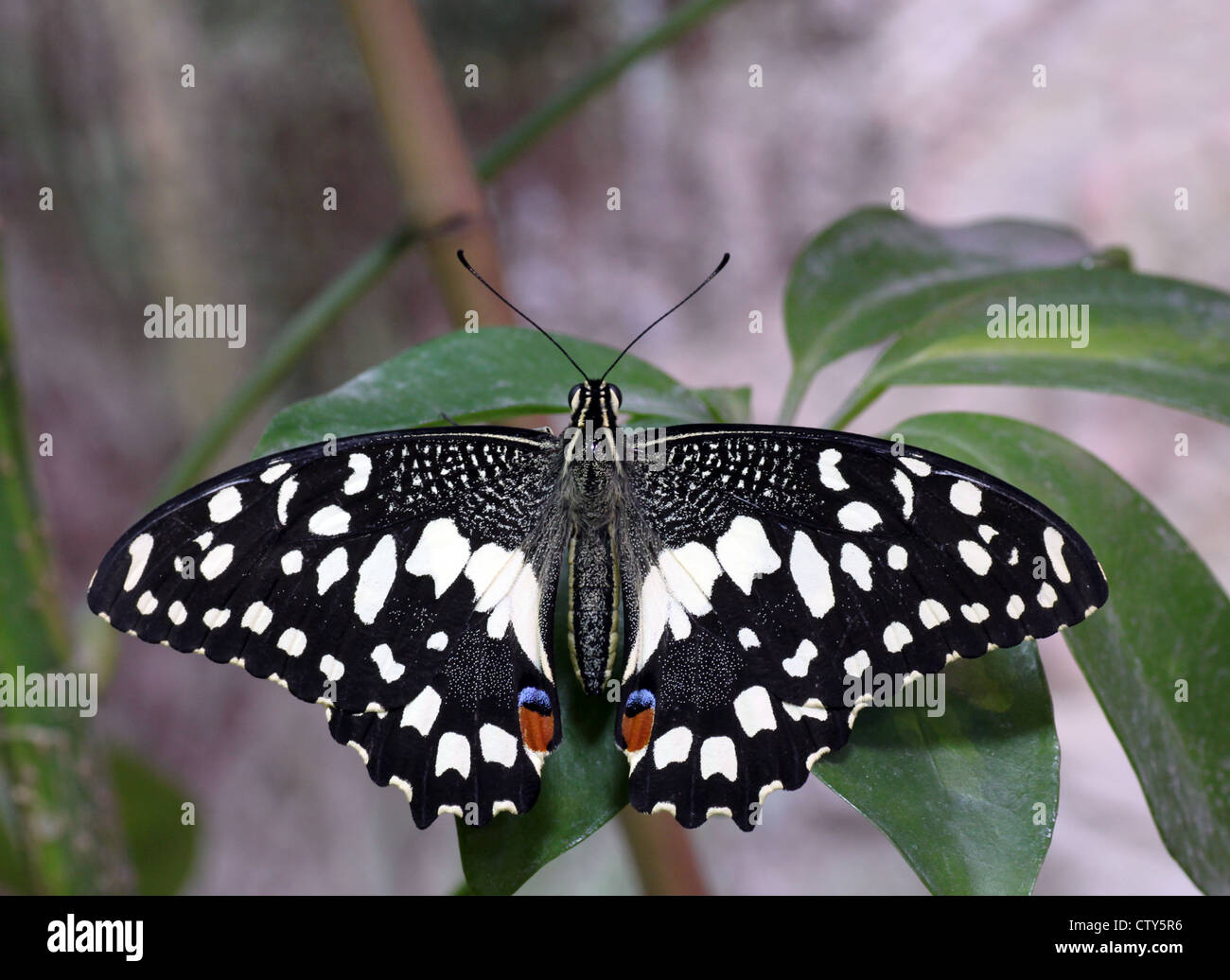 Schmetterling Papilio Demoleus an einer Pflanze Stockfoto