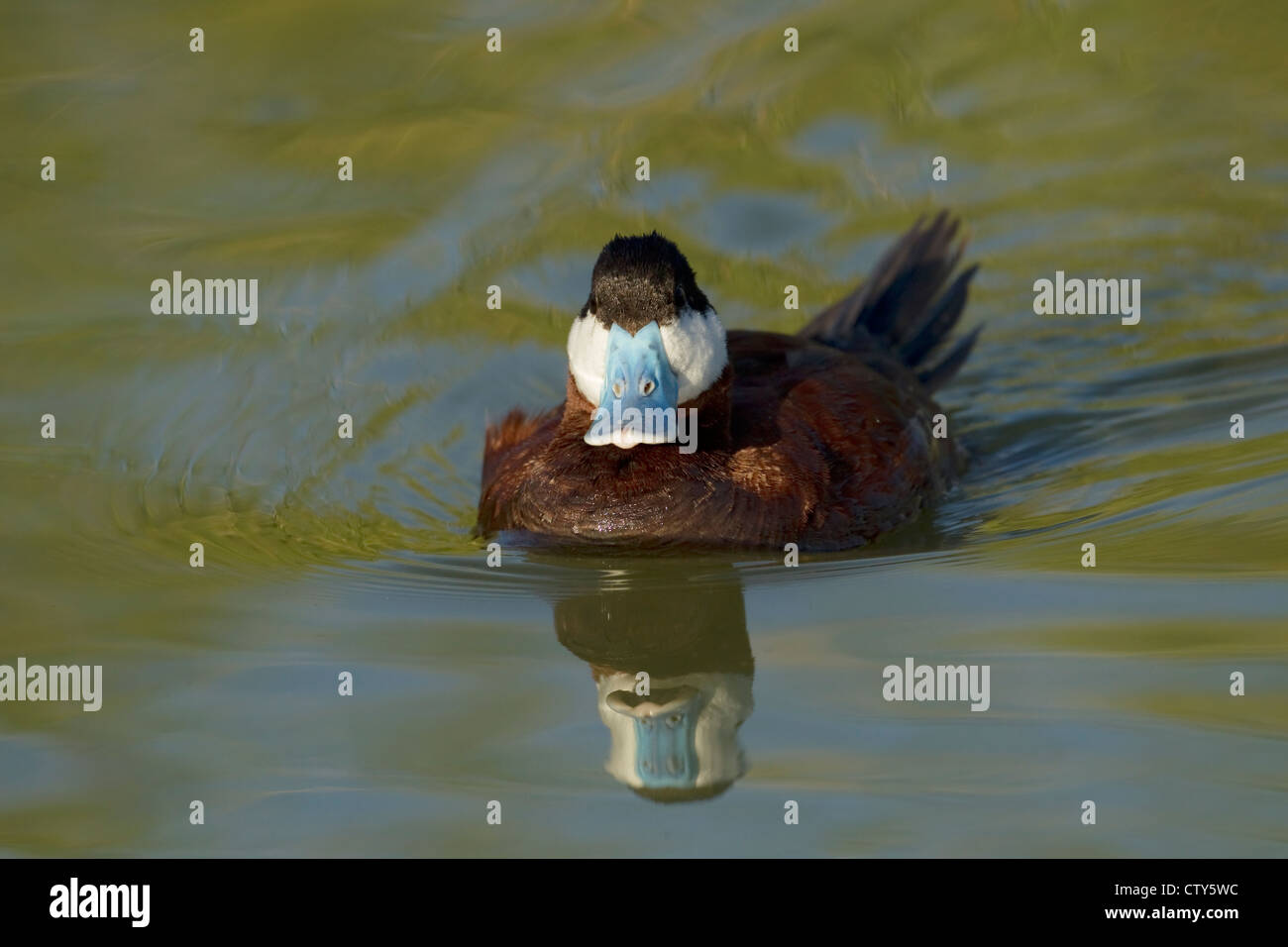 Ruddy Duck - Oxyyura Jamaicensis Port Aransas Texas. USA BI022702 Stockfoto