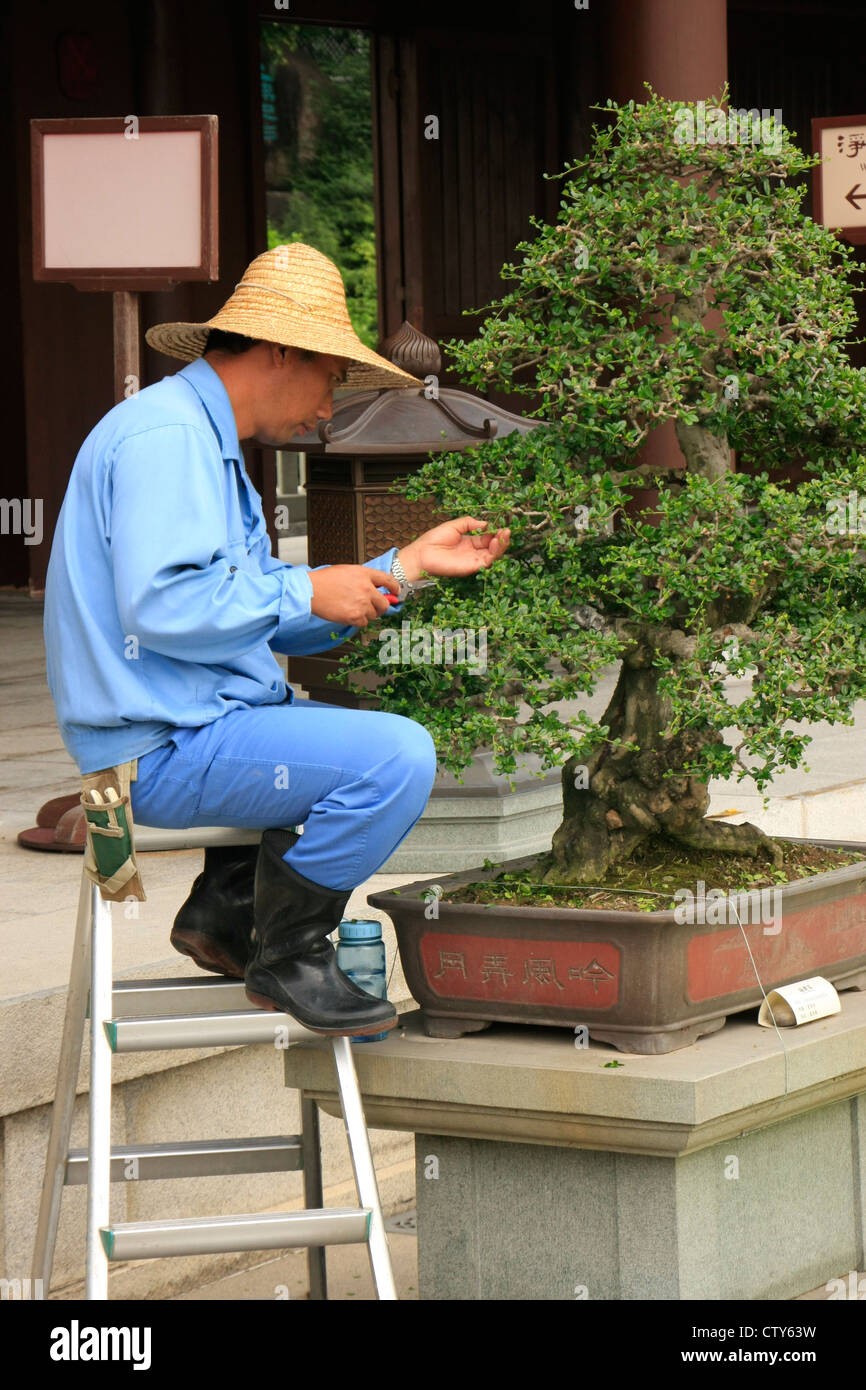 Mann, Pflege, Scheren, Bonsai-Baum, Freizeit, Hobby, Freizeit, Rest,  Grtner, Hobbygrtner, mittleren Alter Mensch, dick, bergewicht, Krper  dem Perimeter, weitgehend, Standardenzyklopdien, massive, solar Hut,  Kopfbedeckung, Weste, Mimik, kritisch ...