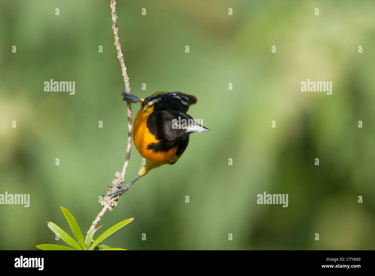 Baltimore Oriole Ikterus Galbula South Padre Island Texas, USA BI022882 Stockfoto