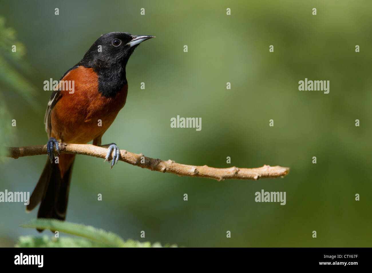 Obstgarten Oriole Ikterus Spurius South Padre Island Texas, USA BI022891 Stockfoto