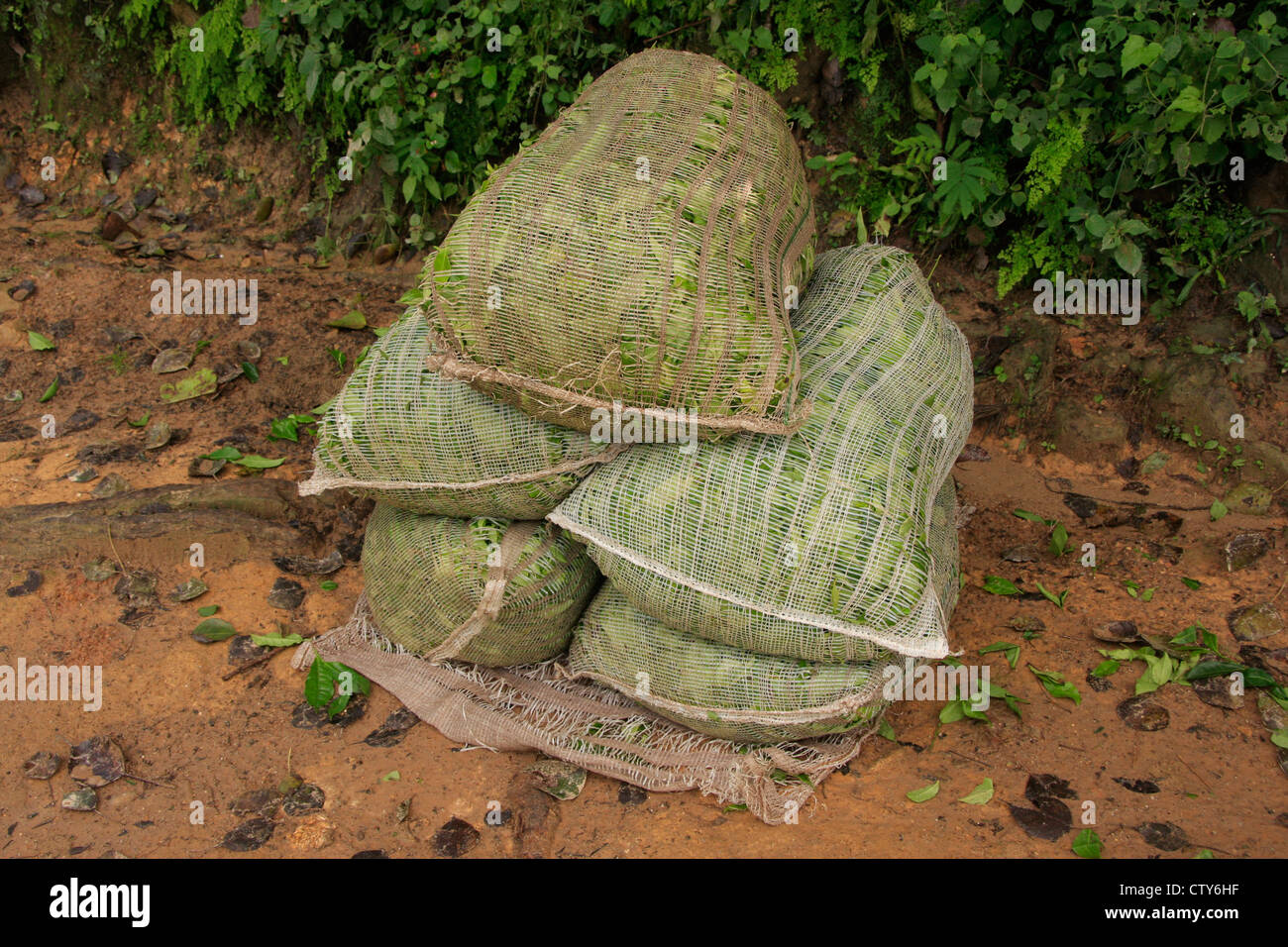 Taschen von Ceylon-Tee Blätter, Sri Lanka Stockfoto