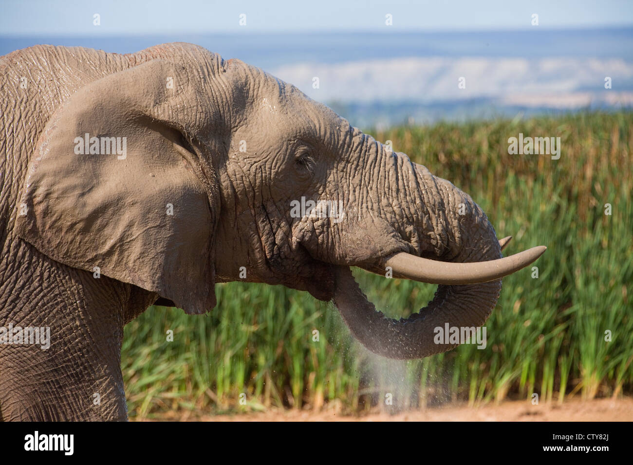 Elefanten in Südafrika Stockfoto