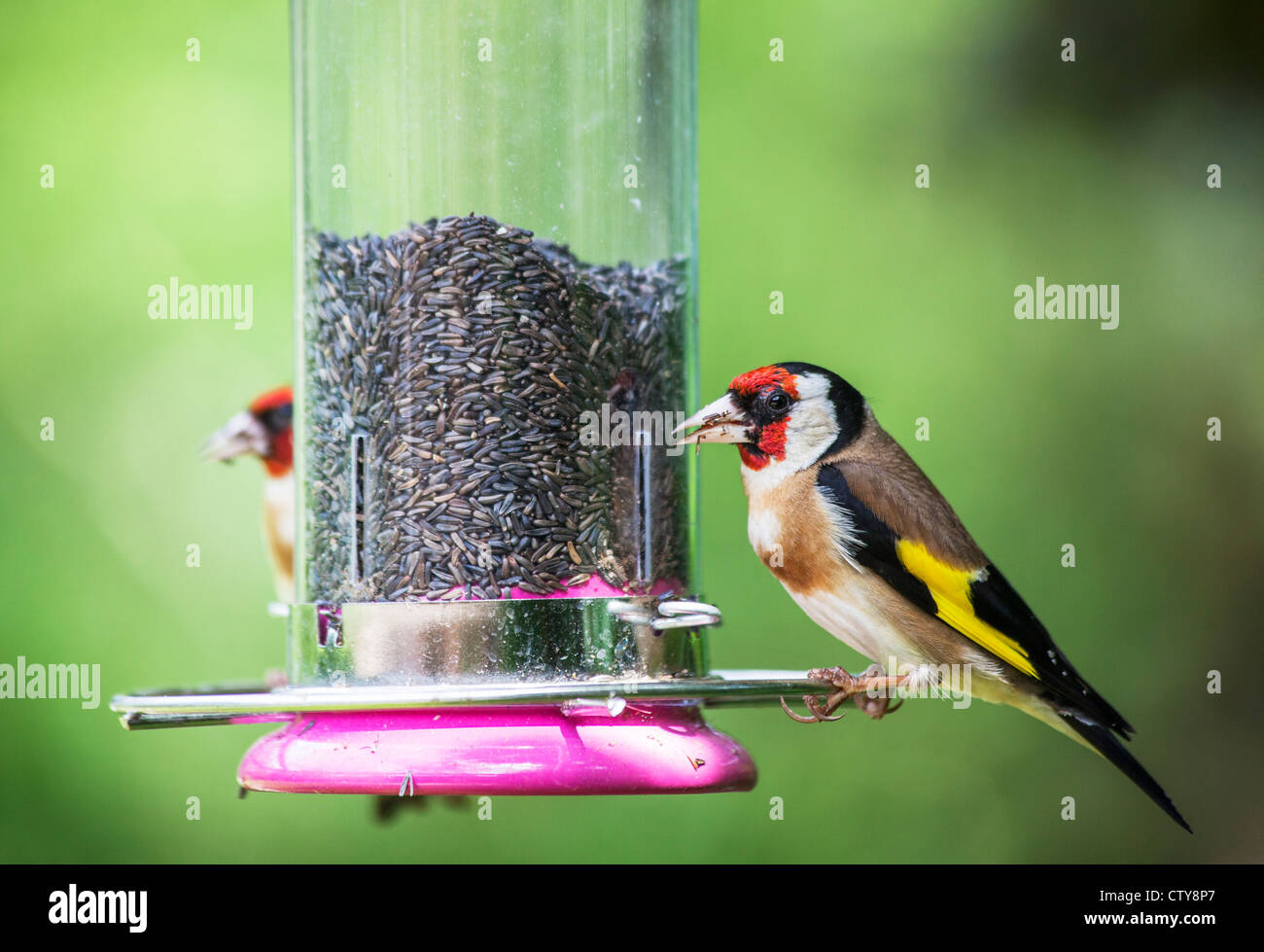 Männliche Europäische Stieglitz (Zuchtjahr Zuchtjahr) eine bunte kleine Gartenvögel Fütterung am Feeder mit Niger Samen gefüllt (zweiter Vogel im Hintergrund), UK Stockfoto