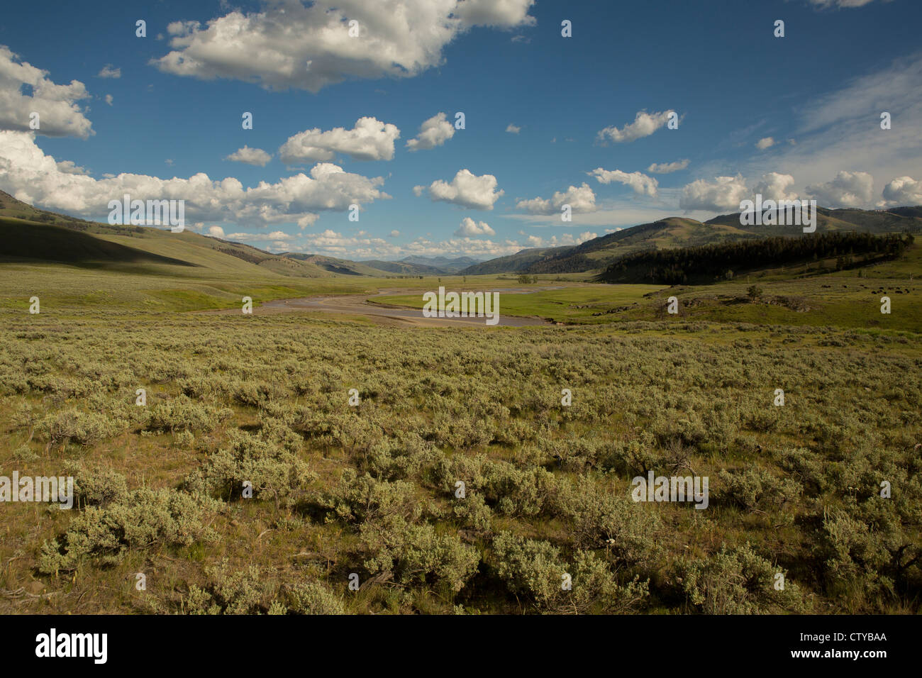 Das Lamar Valley in Yellowstone Nationalpark, WY Stockfoto