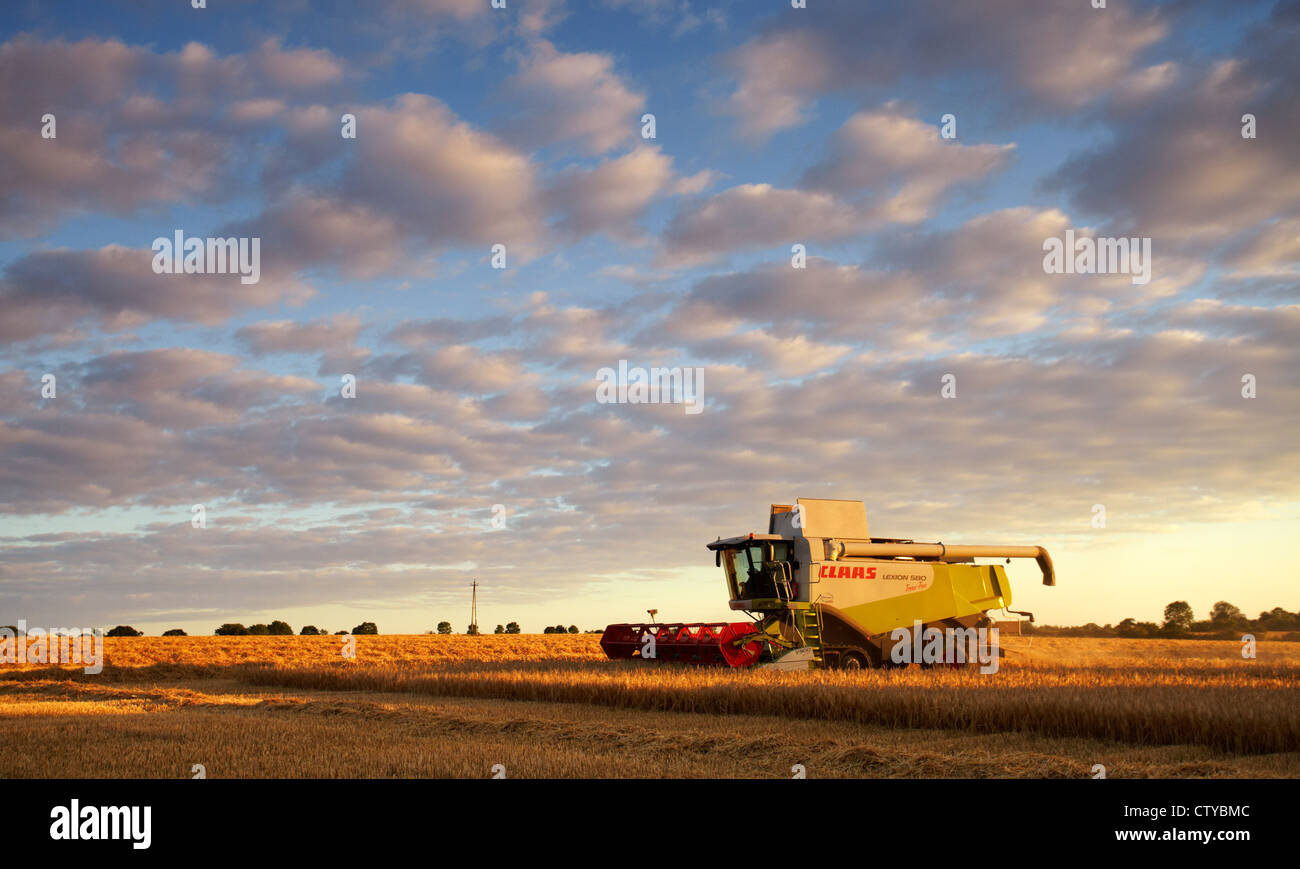 CLAAS Mähdrescher ernten Gerste Stockfoto