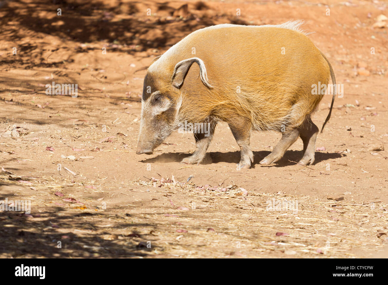 Ein stout Red River-Schwein mit langen lockigen Ohren auf einem trockenen wasserarmen land Stockfoto