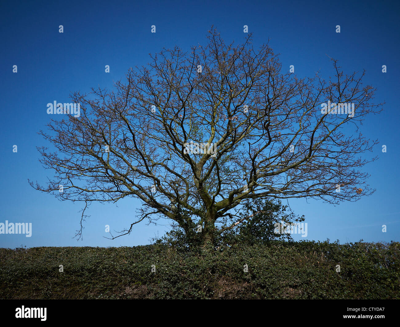 Baum wächst aus der Hecke in Cheshire UK Stockfoto