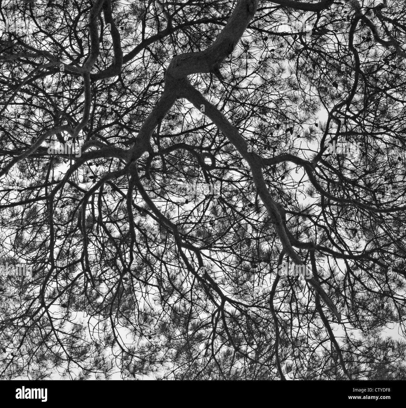 Branching Out - Föhren Äste Stockfoto