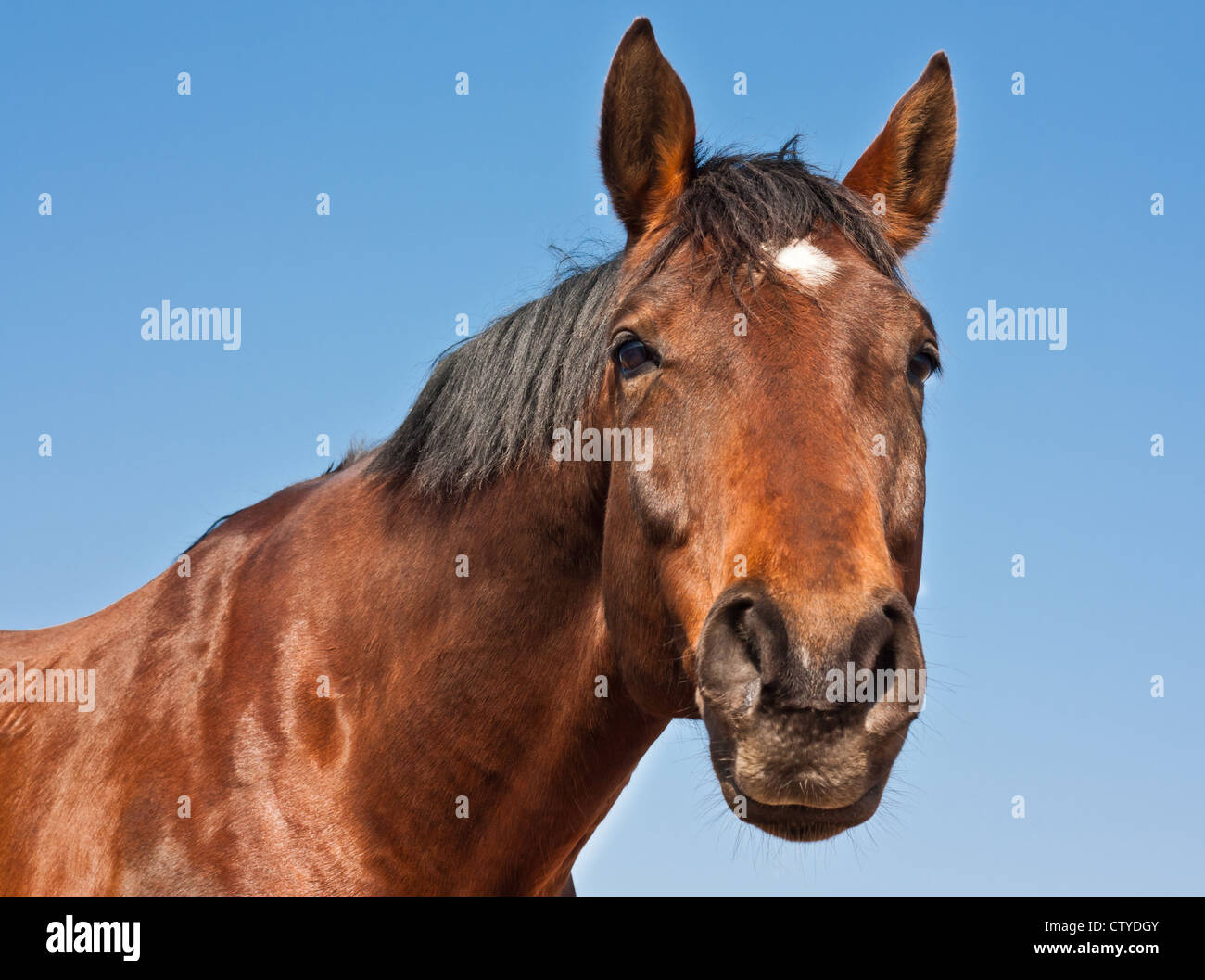Porträt einer schönen braunen Pferd. Stockfoto
