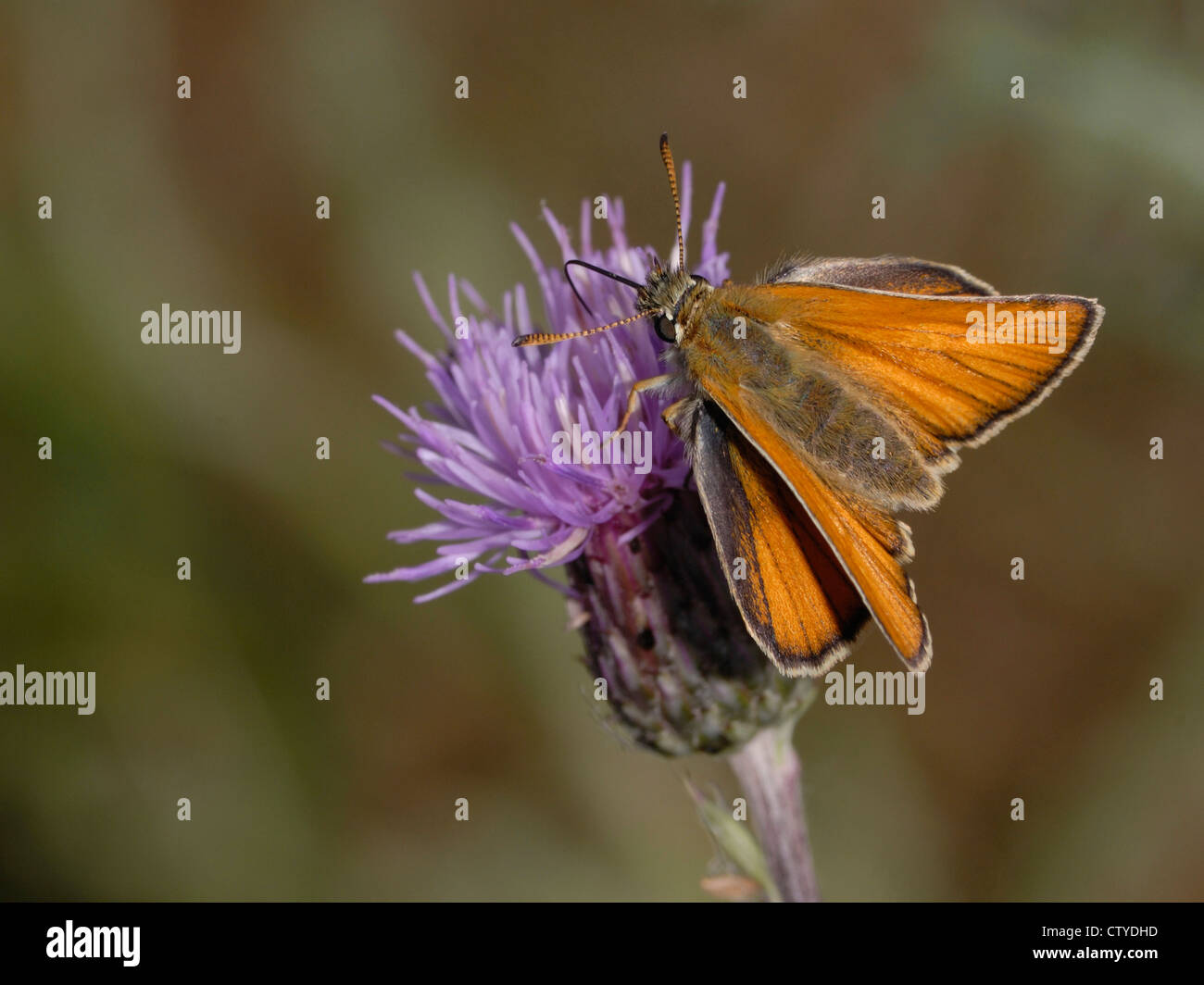 Kleine Nectaring mit Skipper (Thymelicus Sylvestris) Insekt auf Distel Kopf. Stockfoto