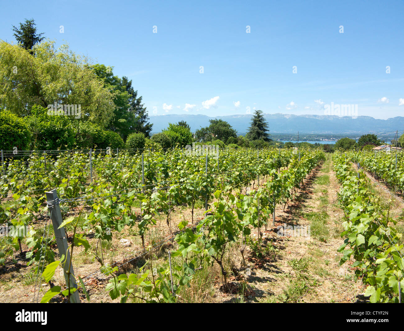 Weinreben wachsen an den Südhängen des Genfer Sees in der Region Haute Savoie Frankreich Stockfoto