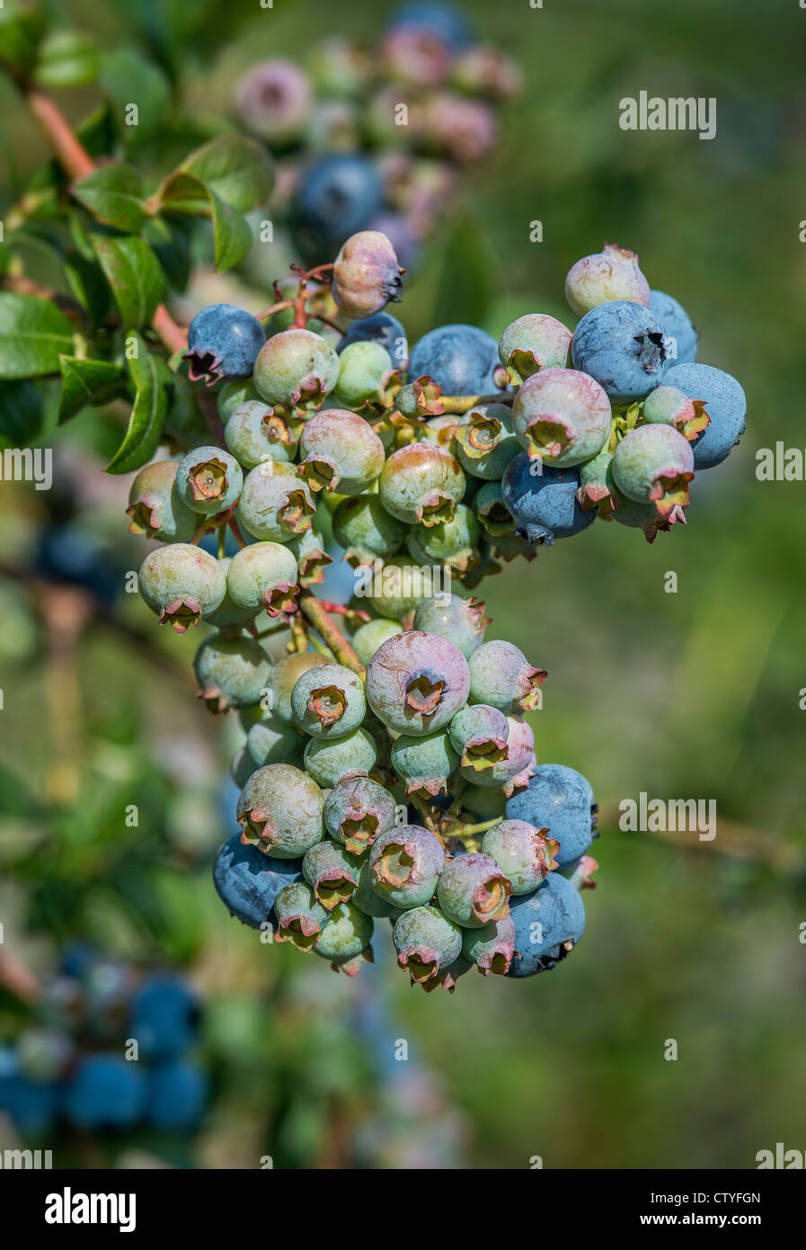 Heidelbeere Busch, New Jersey, USA Stockfoto