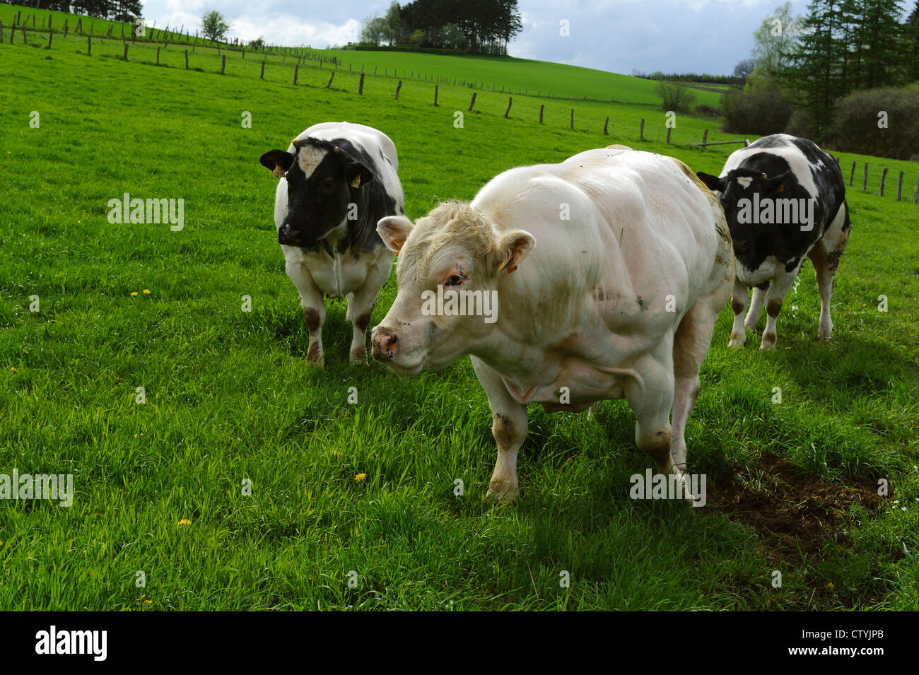 Bulle Stier Stockfotos und bilder Kaufen Alamy