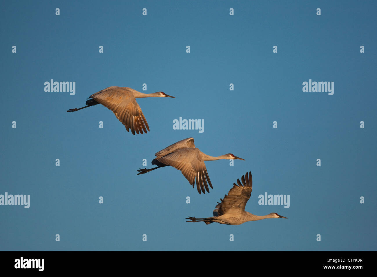 Sandhill Kran (Grus Canadensis) Erwachsene im Flug, Bosque del Apache National Wildlife Refuge, New Mexico, USA Stockfoto