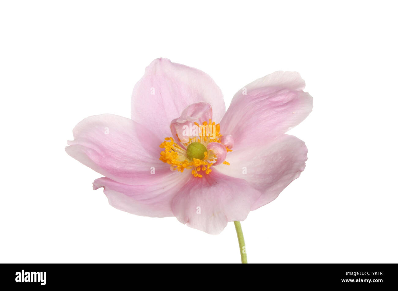 Nahaufnahme von Anemonenblume isoliert gegen weiß Stockfoto