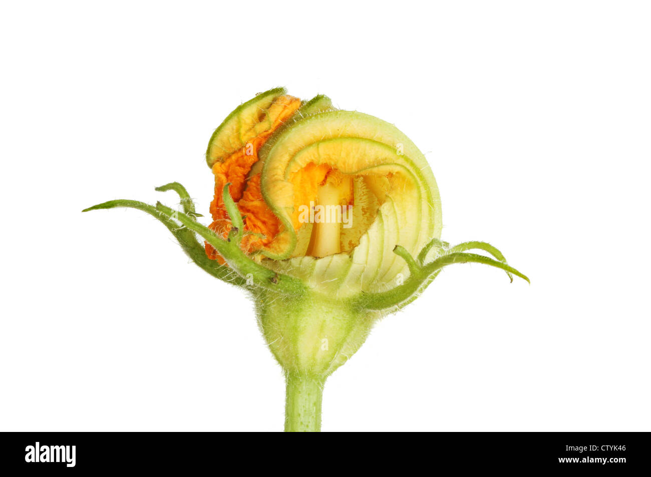 Nahaufnahme von einem zusammengerollt Zucchini isoliert gegen weiße Blume Stockfoto