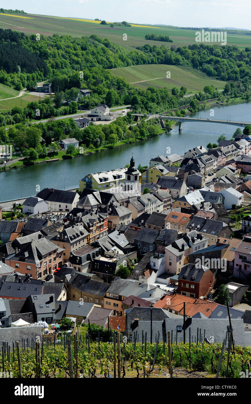 Weinberg "Köppchen" in der Nähe von Wormeldange, Fluss Mosel, Luxemburg Stockfoto