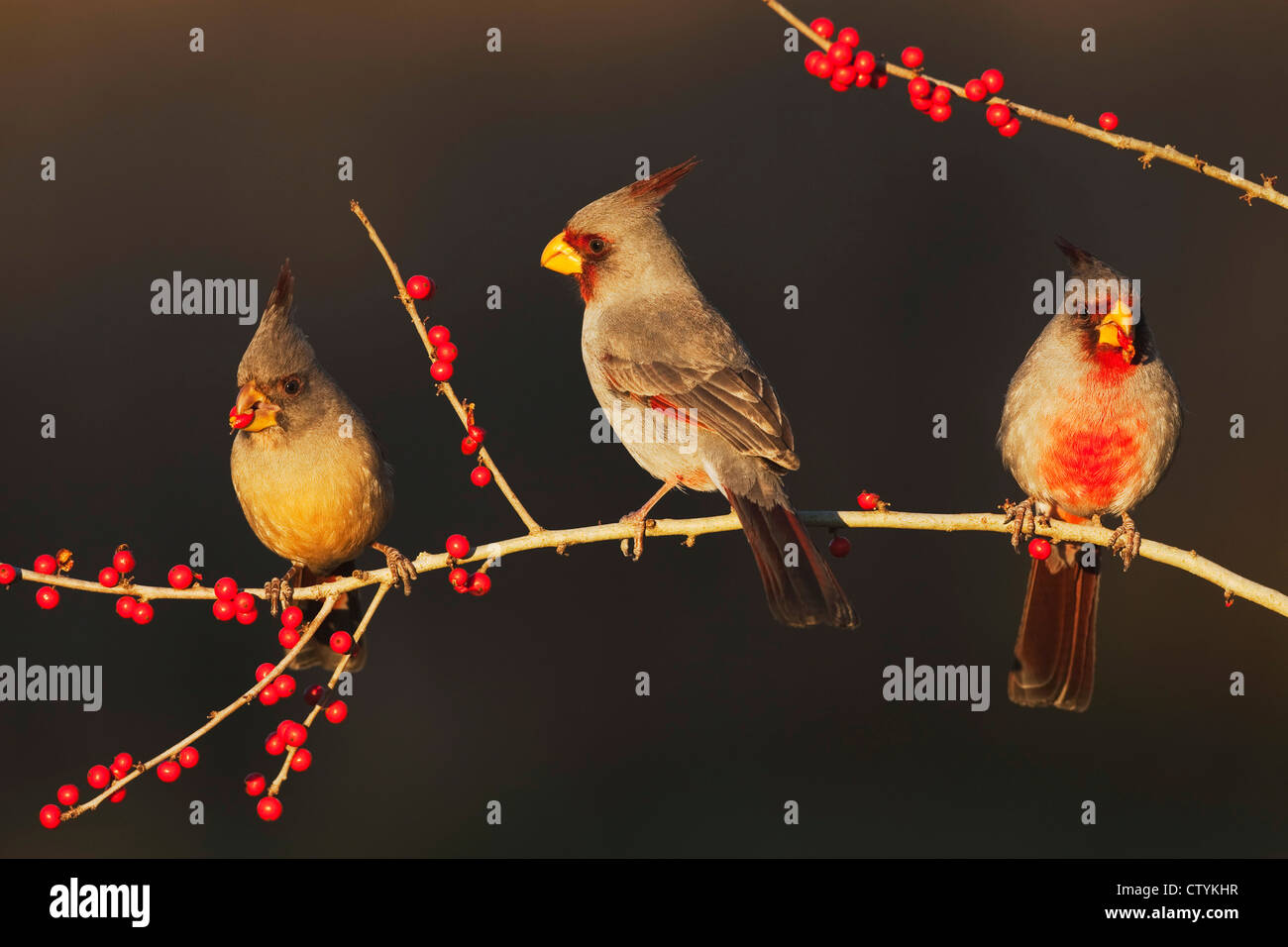 Pyrrhuloxia (Cardinalis Sinuatus), männliche und weibliche Essen Possum Haw Stechpalme (Ilex Decidua) Beeren, Starr County, Texas Stockfoto