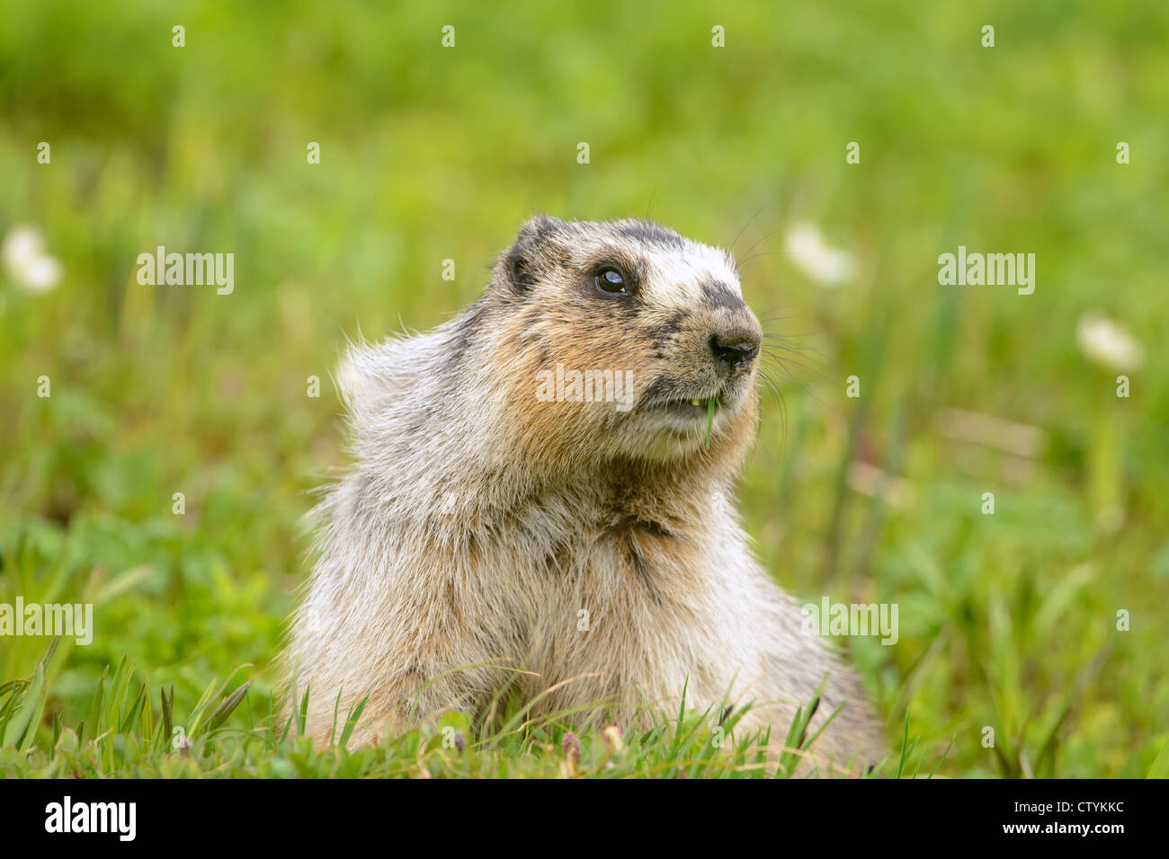 Hoary Murmeltier (Marmota Caligata), Northern Rockies Stockfoto