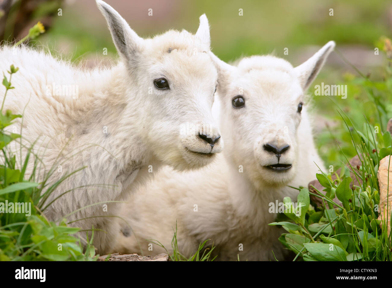 Porträt von Bergziege (Oreamnos Americanus) Zwillinge, Northern Rockies Stockfoto