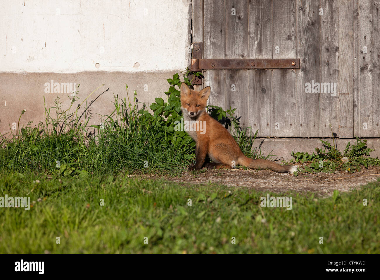 Ein Fuchs, der in der Sonne sitzt Stockfoto