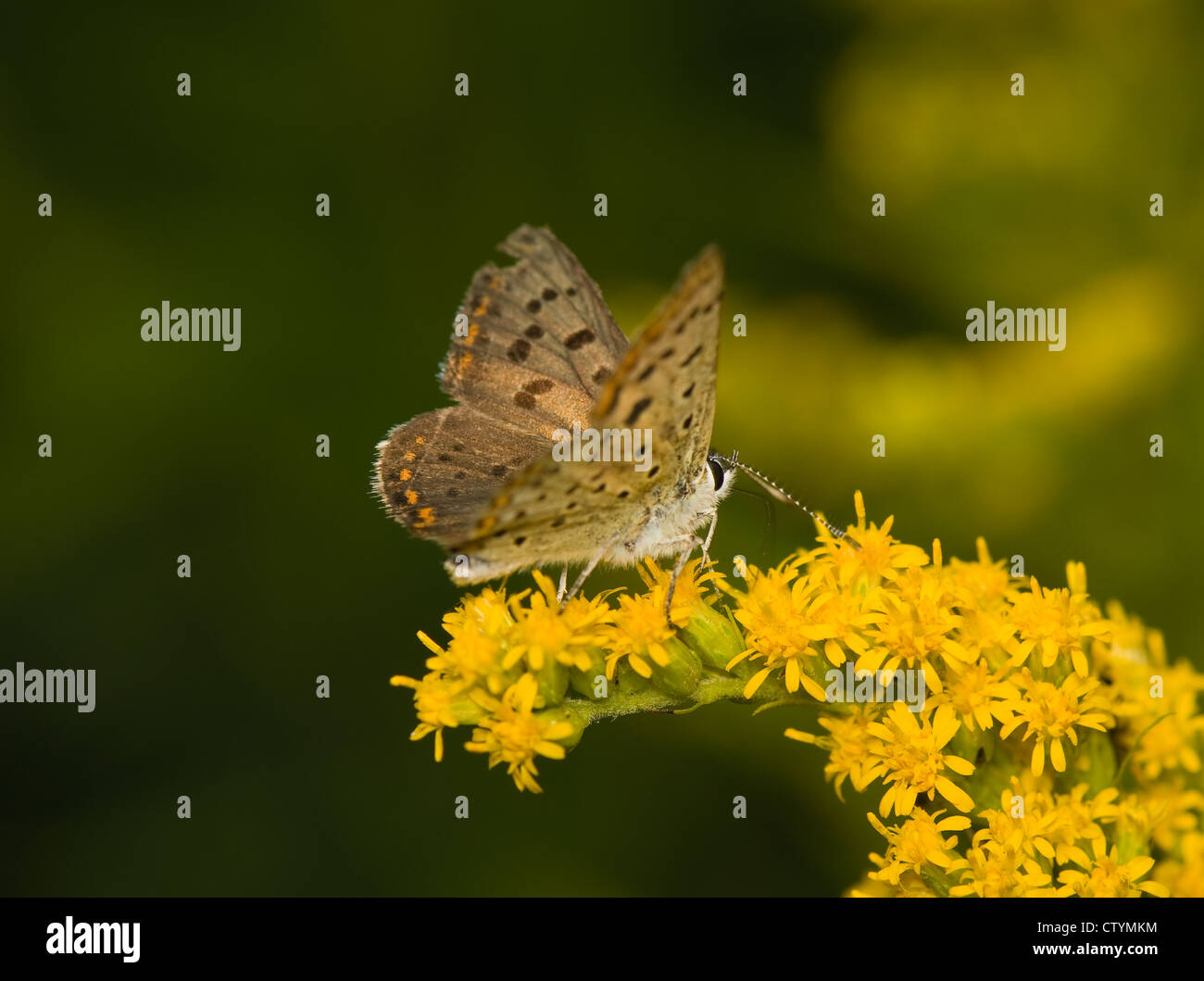 Lycaena tityrus Stockfoto