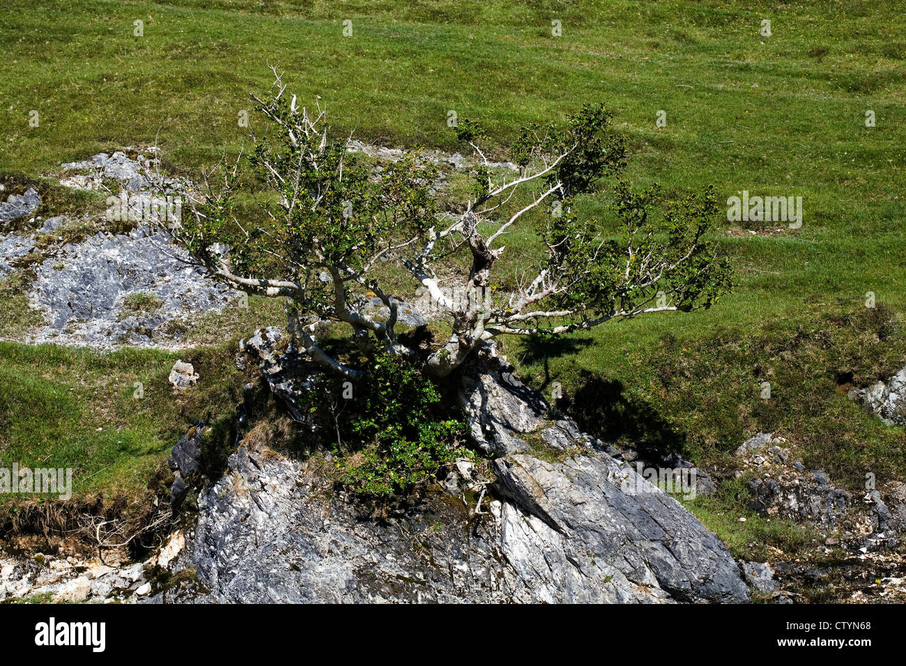 Holly Tree am Ufer des The Allt ein t Stratha Bhig Torrin in der Nähe von Braodford Isle Of Skye Schottland Stockfoto