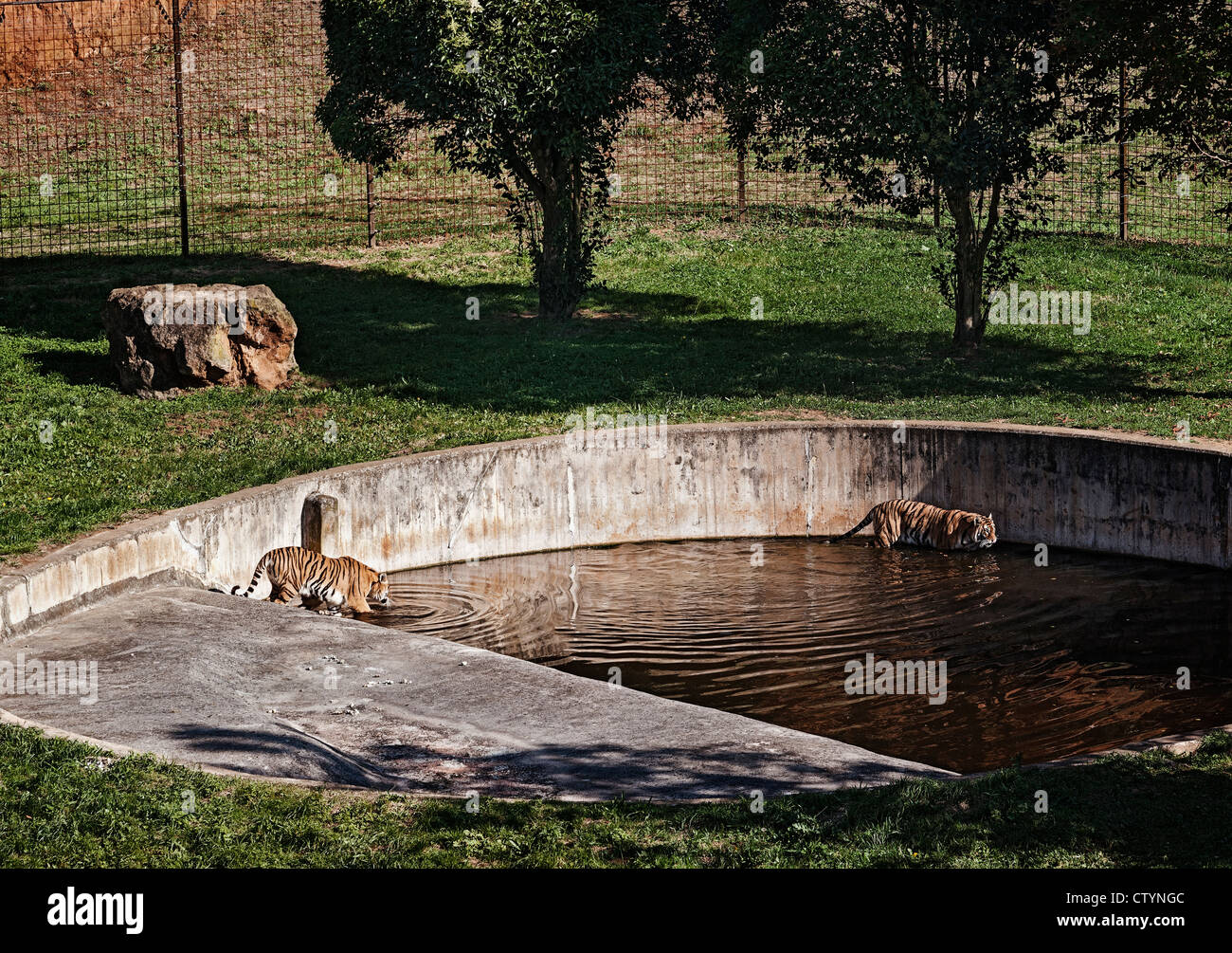Tiger baden im Wasser des Teiches der Naturpark Cabárceno Kantabrien, Spanien, Europa Stockfoto