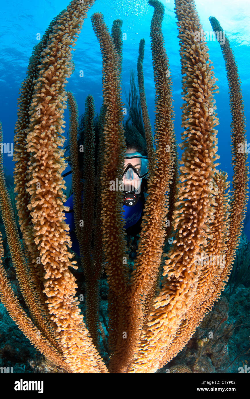 Weibliche Taucher sucht durch Weichkorallen, Belize, Karibik, Atlantik Stockfoto