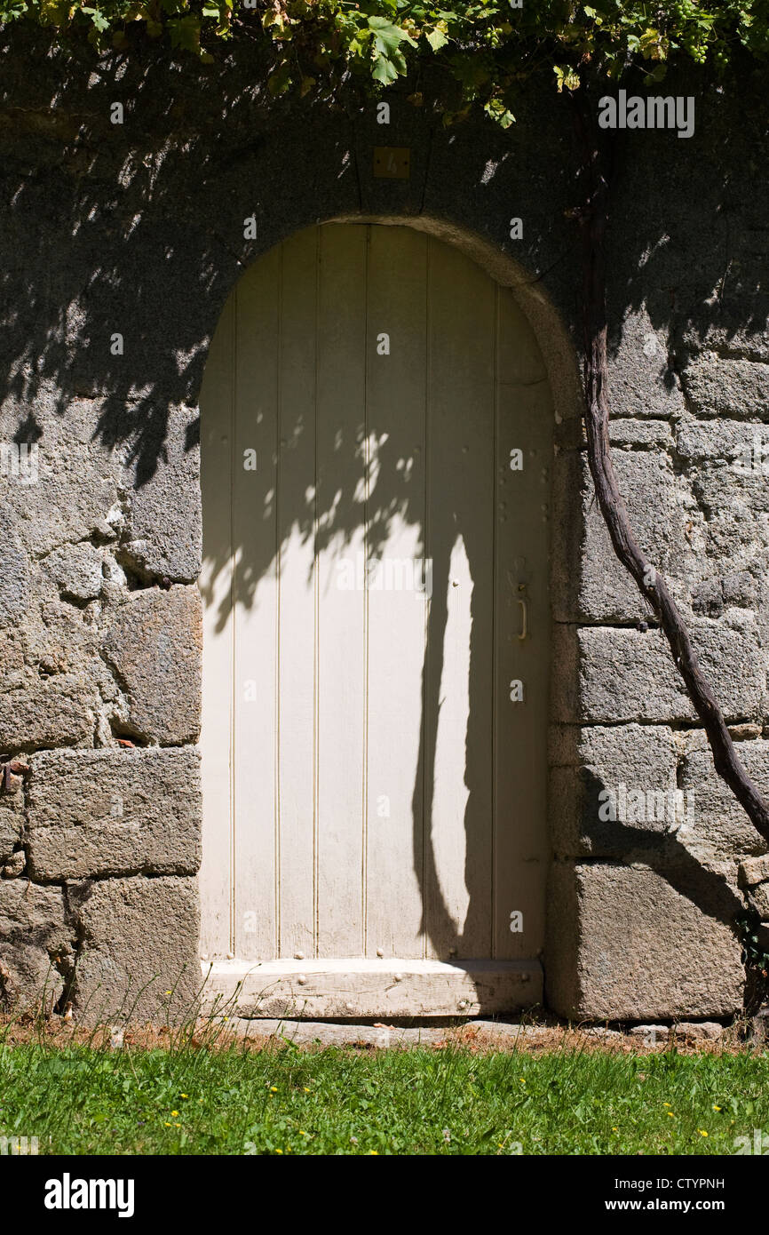 Schatten Stimmen gegen eine Creme Tür durch eine Wisteria-Pflanze. Stockfoto