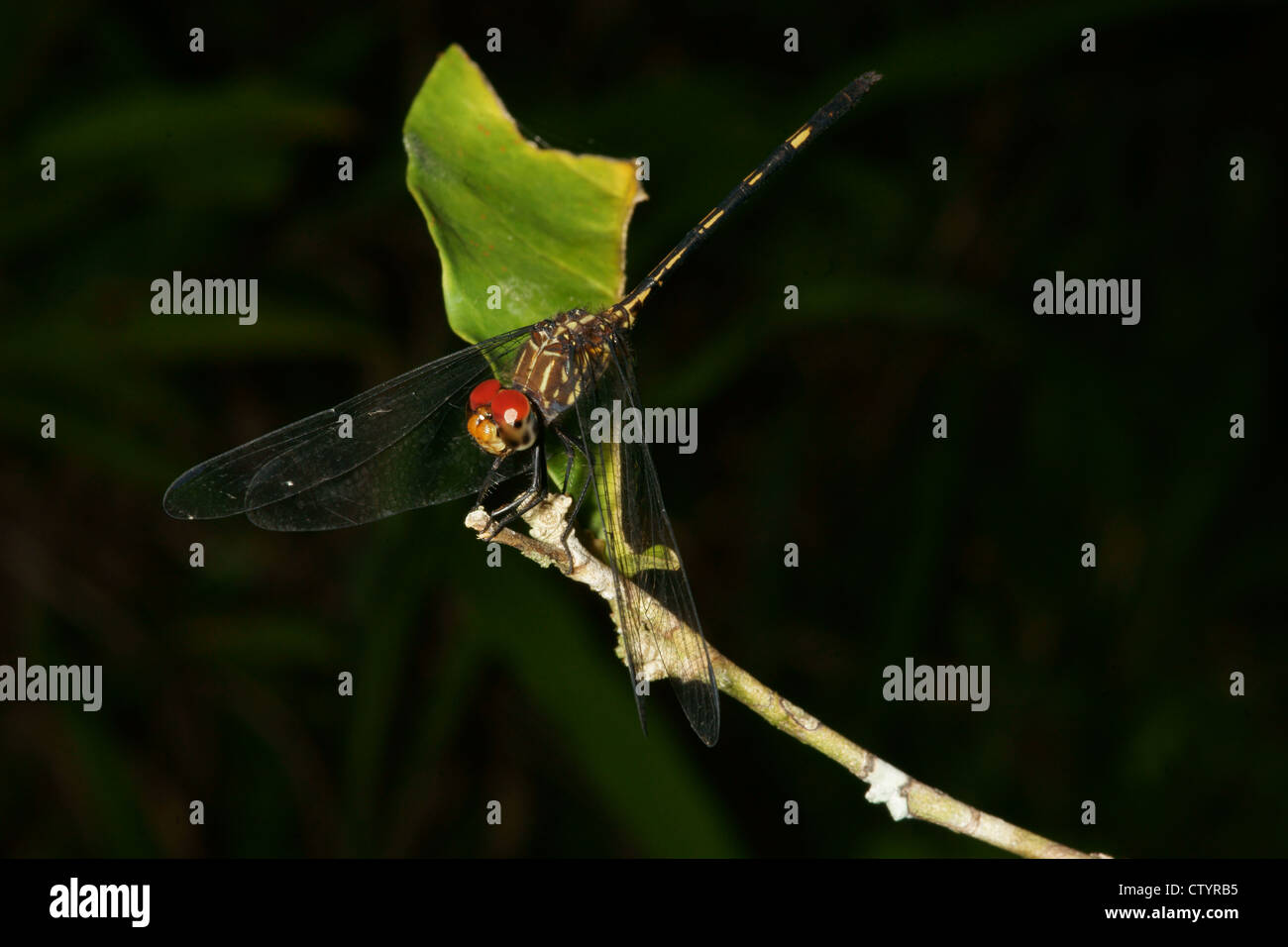 Libelle auf Ast Stockfoto