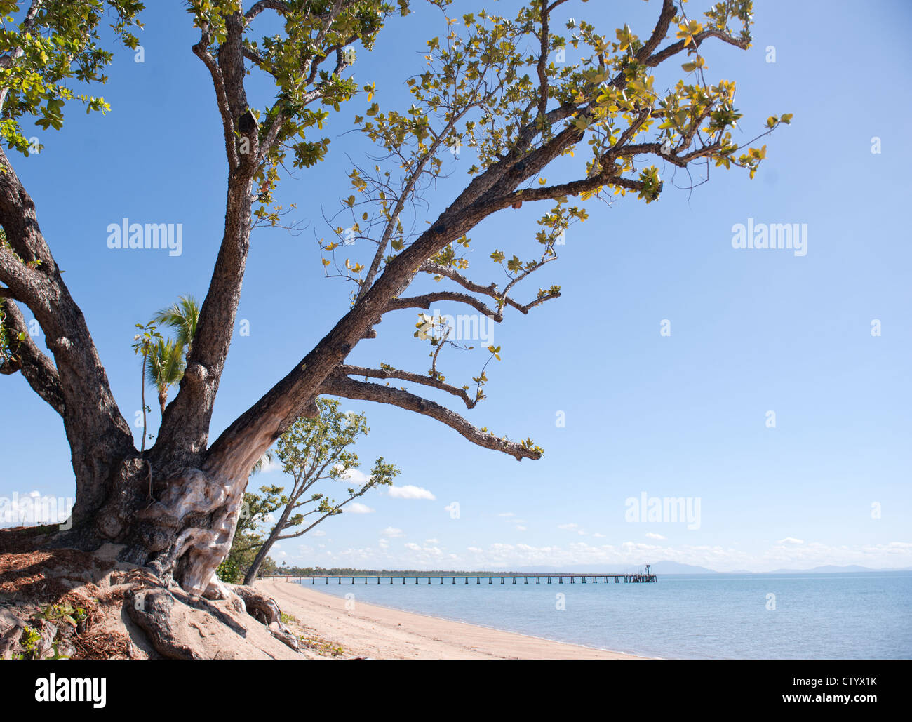 Mangroven-Baum am Strand Cardwell, schwer getroffen von Yasi, mit Wahrzeichen Pier in der Entfernung, Queensland, Australien Stockfoto