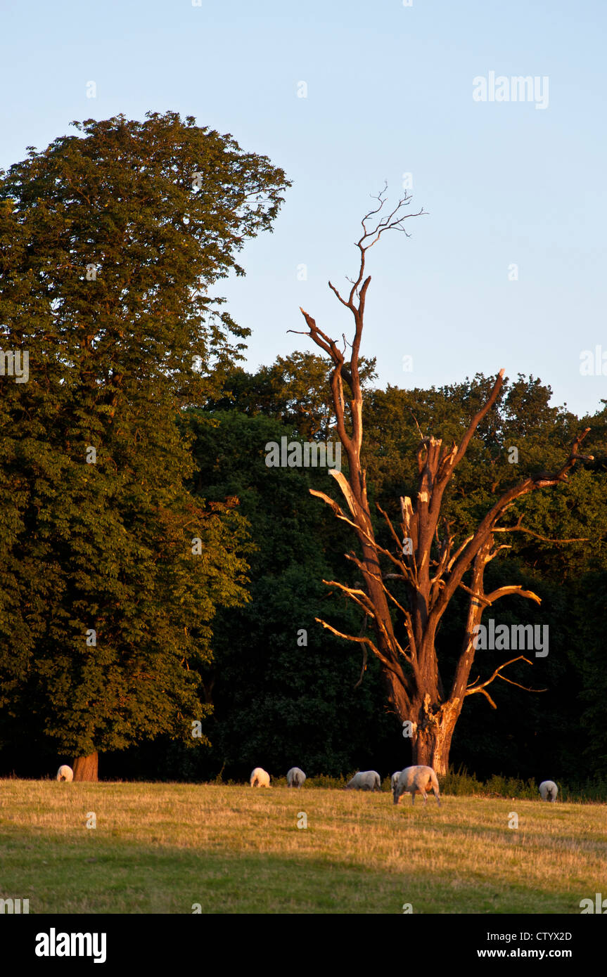 Toter Baum am Rande eines Waldes Stockfoto