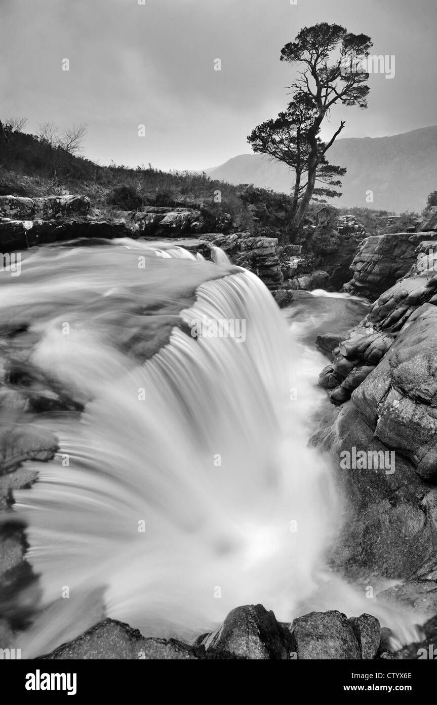 Schwarz / weiß Bild des einsamen Scots Kiefer und Wasserfall am Abhainn ein Fhasaig, Torridon, Schottisches Hochland Stockfoto