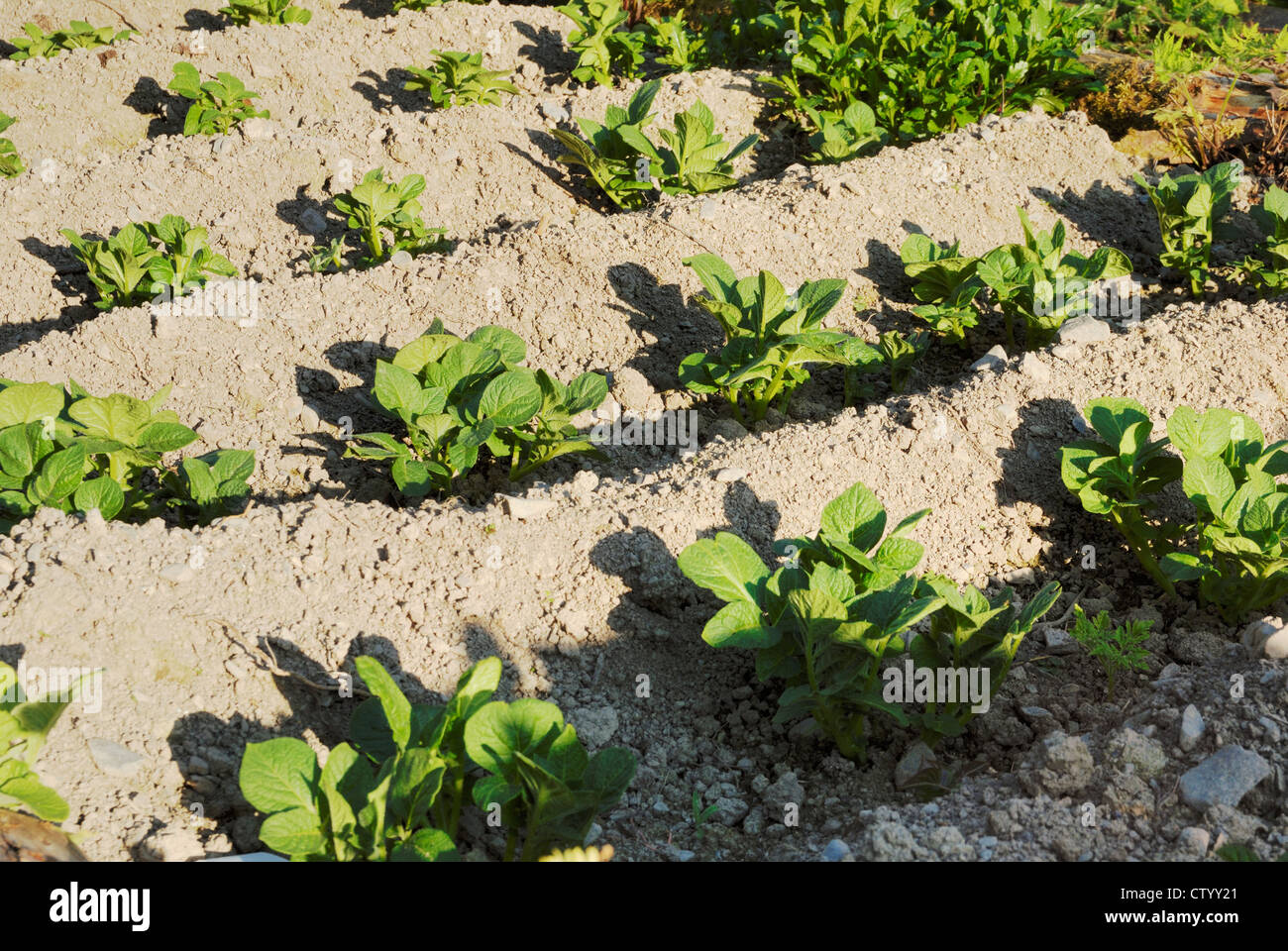 Kartoffelpflanzen in Schützengräben. Stockfoto