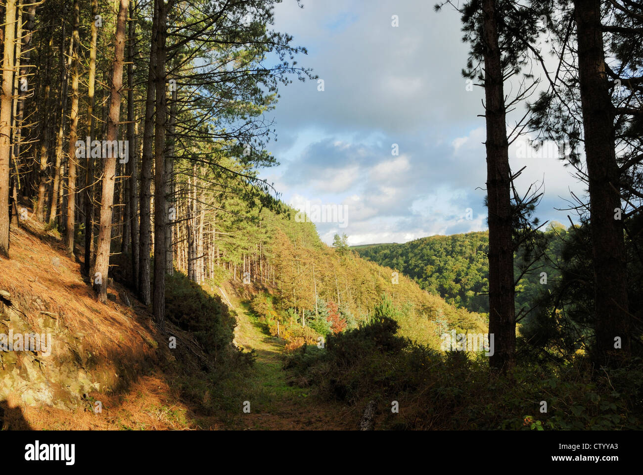 Verfolgen Sie durch Nadelbaum Wälder, Tir Sisial, Wales. Stockfoto