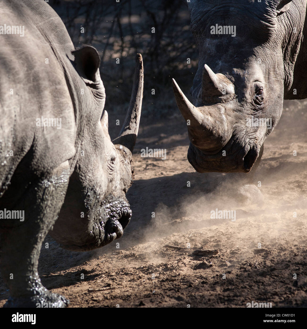Breitmaulnashorn (Ceratotherium Simum) in aggressiver Konfrontation, Mkhuze Wildgehege, Kwazulu Natal, Südafrika Stockfoto