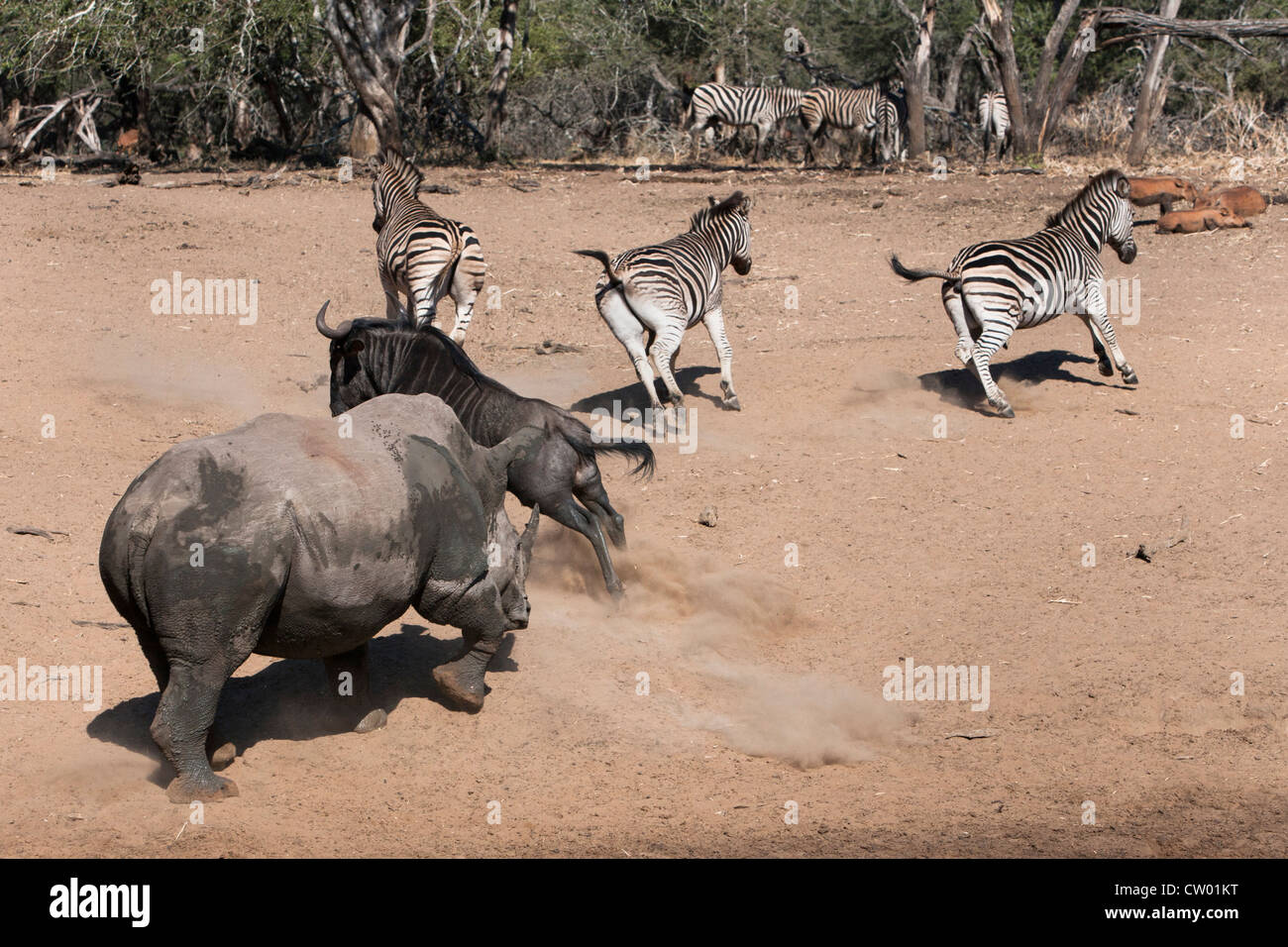 Breitmaulnashorn (Ceratotherium Simum) Gnus jagen, Mkhuze Wildgehege, Kwazulu Natal, Südafrika Stockfoto