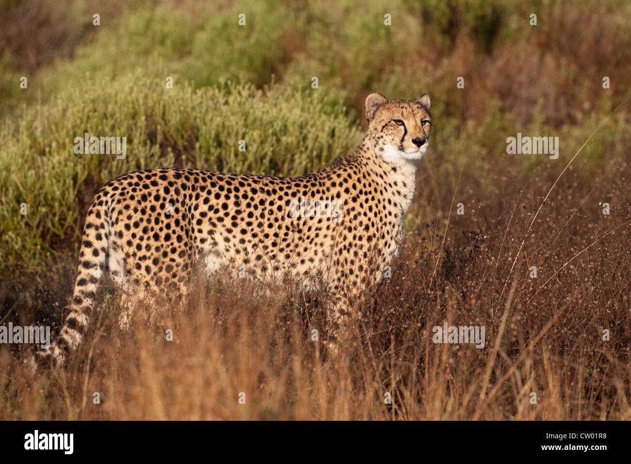 Gepard (Acinonyx Jubatus) weiblich, Phinda private Game reserve, Kwazulu Natal, Südafrika, Juni 2012 Stockfoto