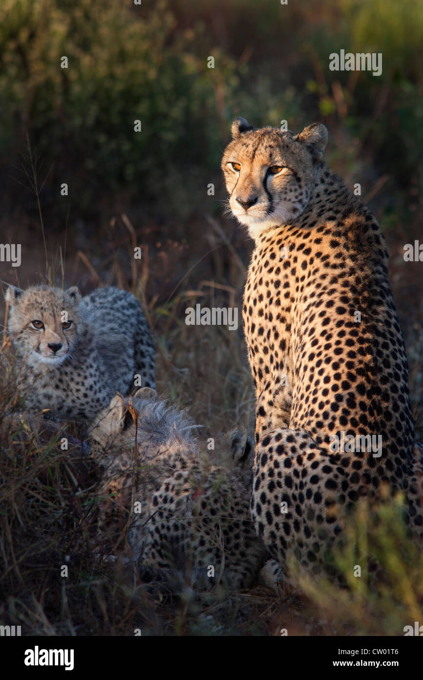 Gepardin mit jungen (Acinonyx Jubatus), Phinda private Game reserve, Kwazulu Natal, Südafrika, Juni 2012 Stockfoto