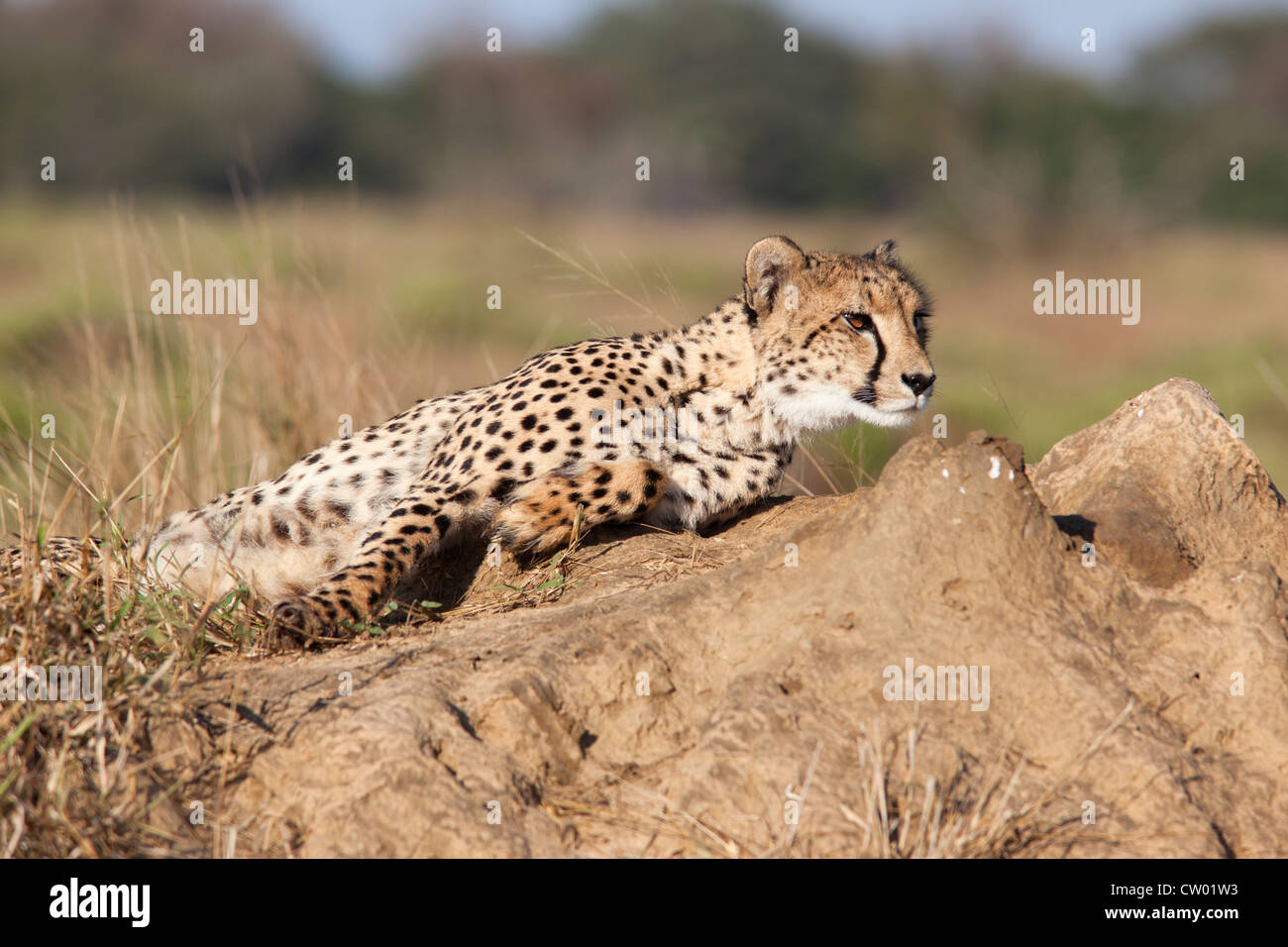 Gepard (Acinonyx Jubatus) weiblich, Phinda private Game reserve, Kwazulu Natal, Südafrika, Juni 2012 Stockfoto