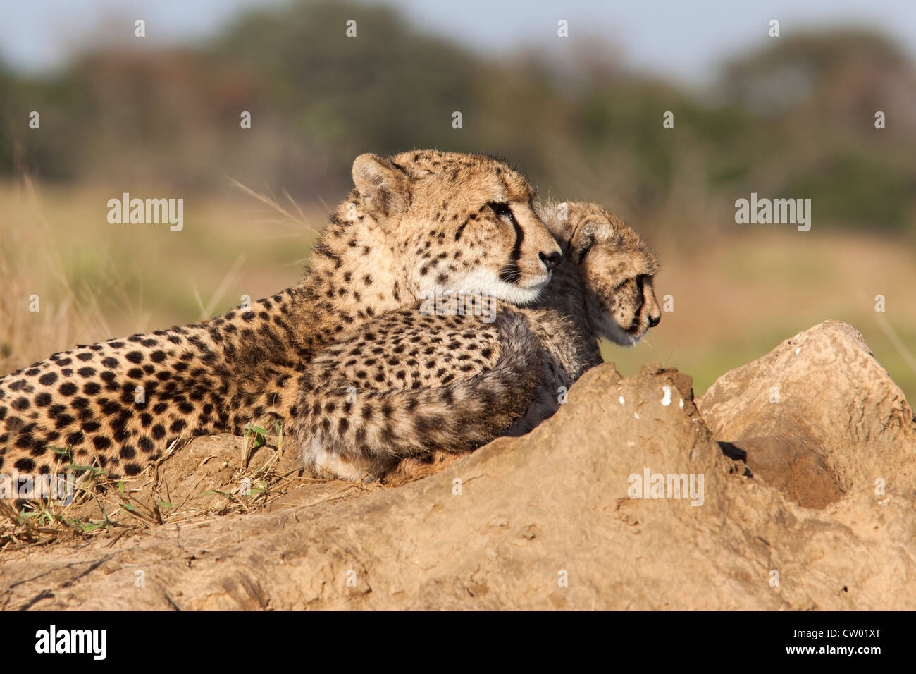 Gepard mit Cub (Acinonyx Jubatus), Phinda private Game reserve, Kwazulu Natal, Südafrika, Juni 2012 Stockfoto
